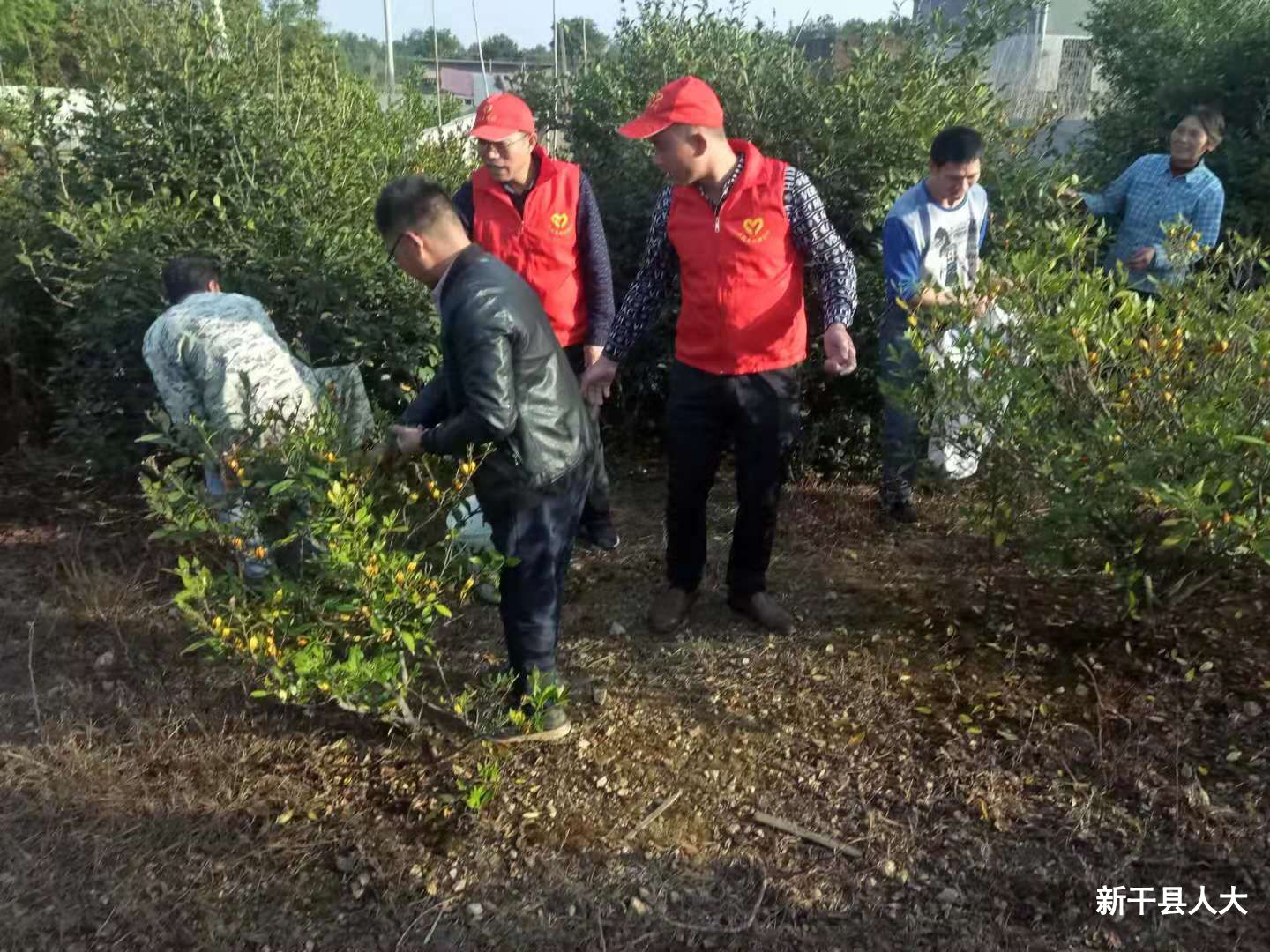 助力脱贫攻坚  界埠镇人大代表在行动