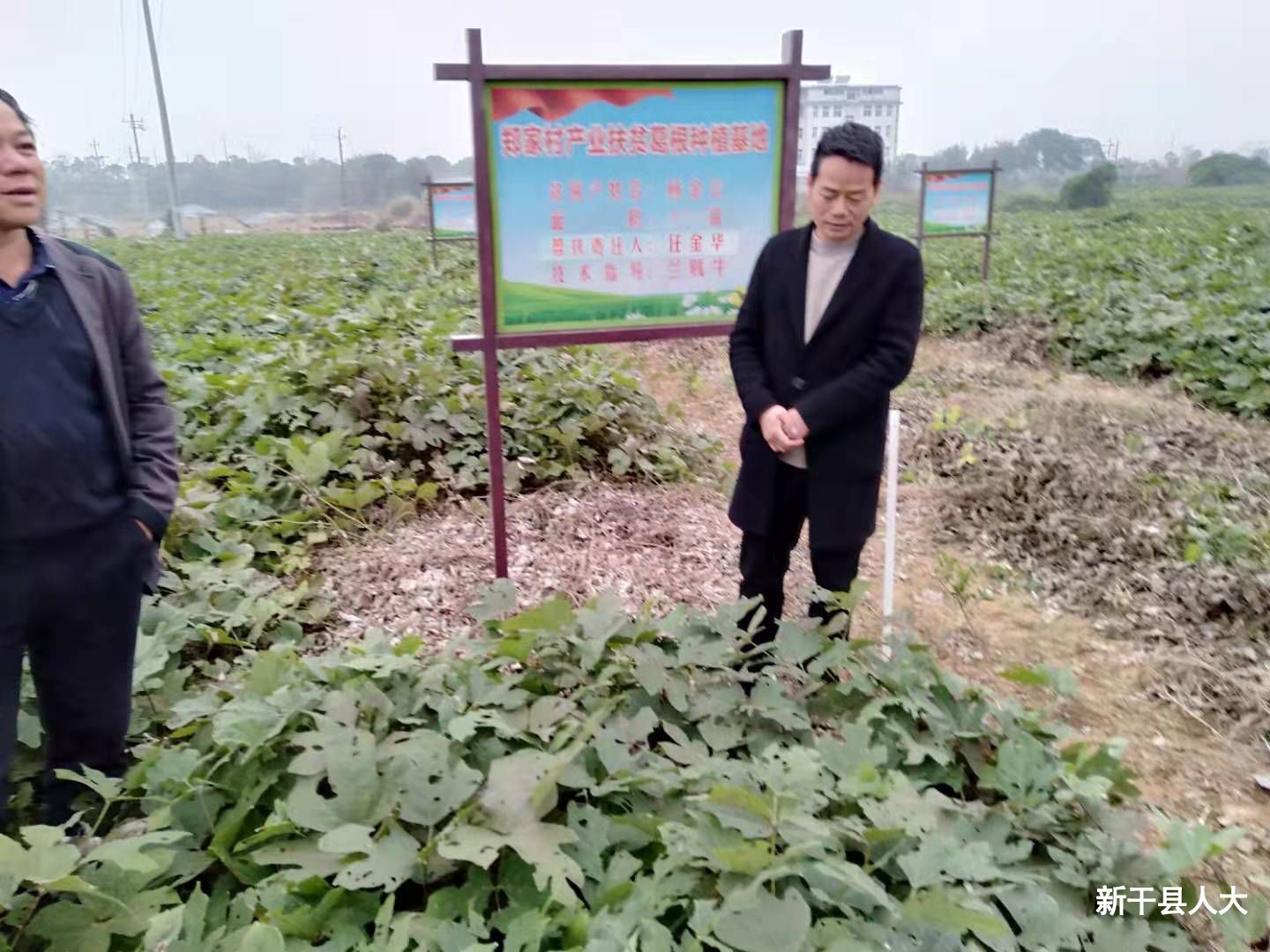 助力脱贫攻坚  界埠镇人大代表在行动